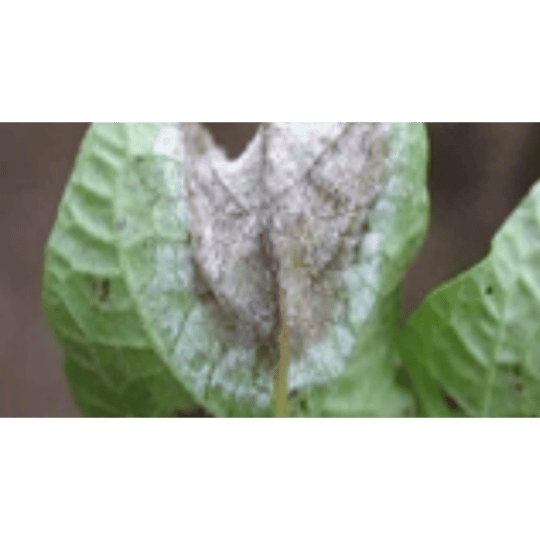 Daun Busuk