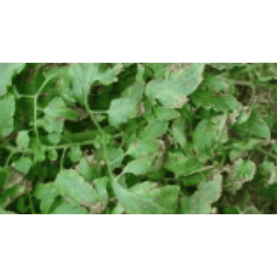 Penyakit daun busuk