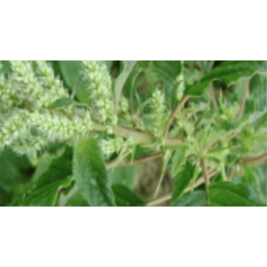 Echinocloa crus-gali ( Gulma Rumput )