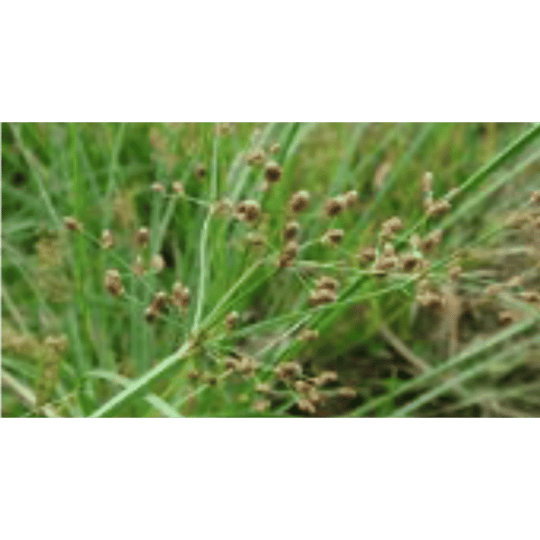 Cyperus sp ( Gulma Teki )