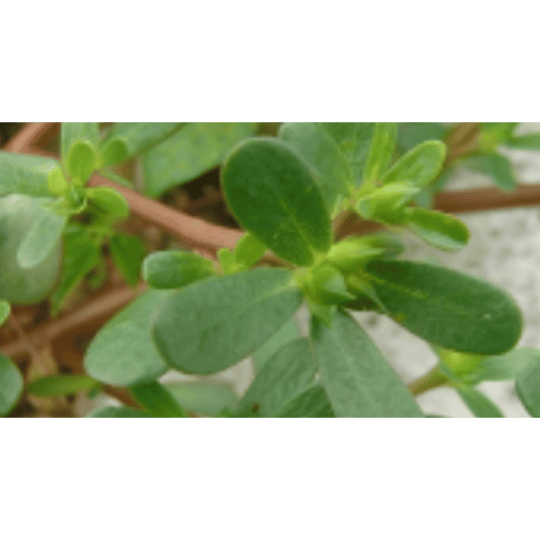 Fimbristylis littoralis
