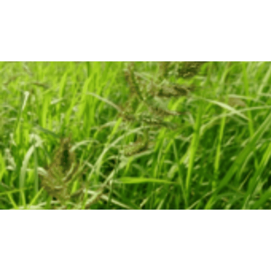 Portulaca oleracea ( Gulma daun lebar )