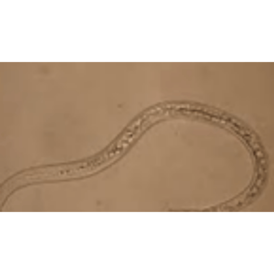 Hama nematoda