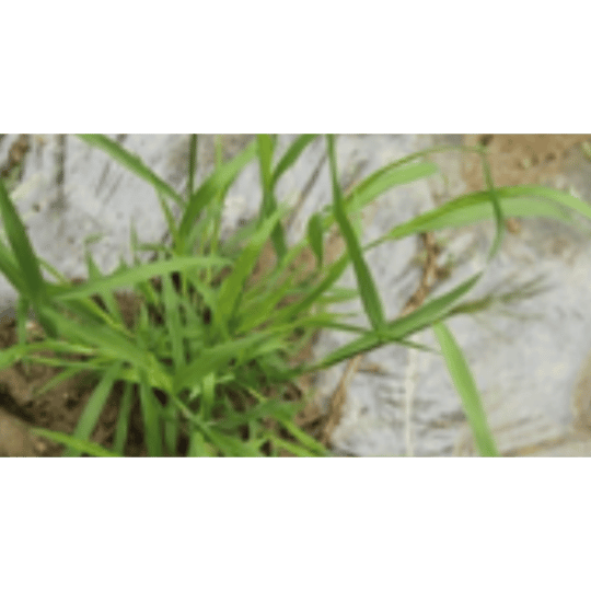 Cyperus sp ( Rumput Teki )