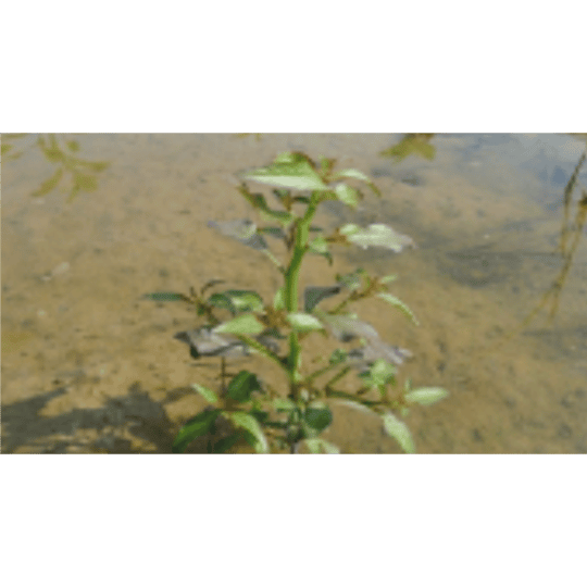Cyperus sp ( Rumput Teki )