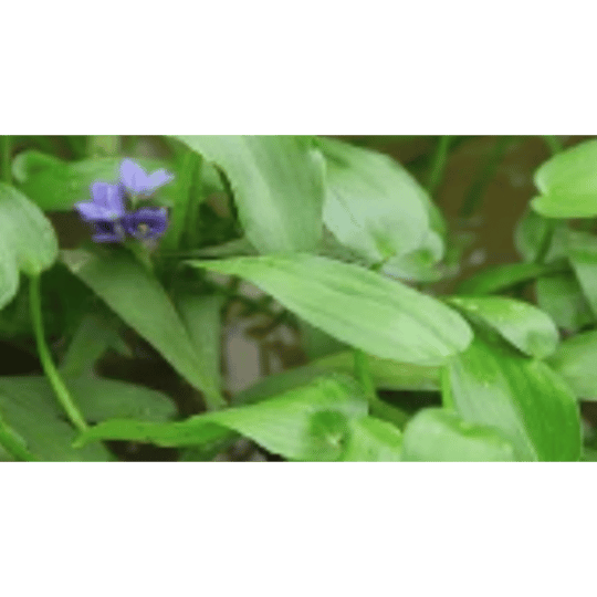 Cyperus sp ( Rumput Teki )