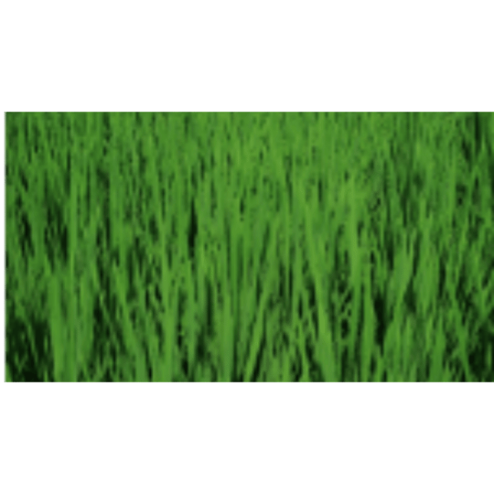 Daun Lebih Hijau