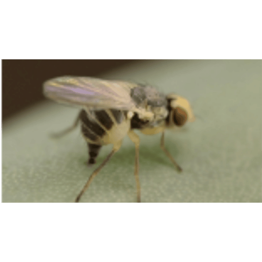 Liriomyza