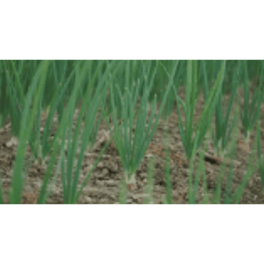 Daun Lebih Hijau